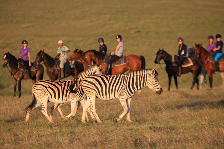 Reitsafari im Botlierskop Game Reserve an der Garden Route