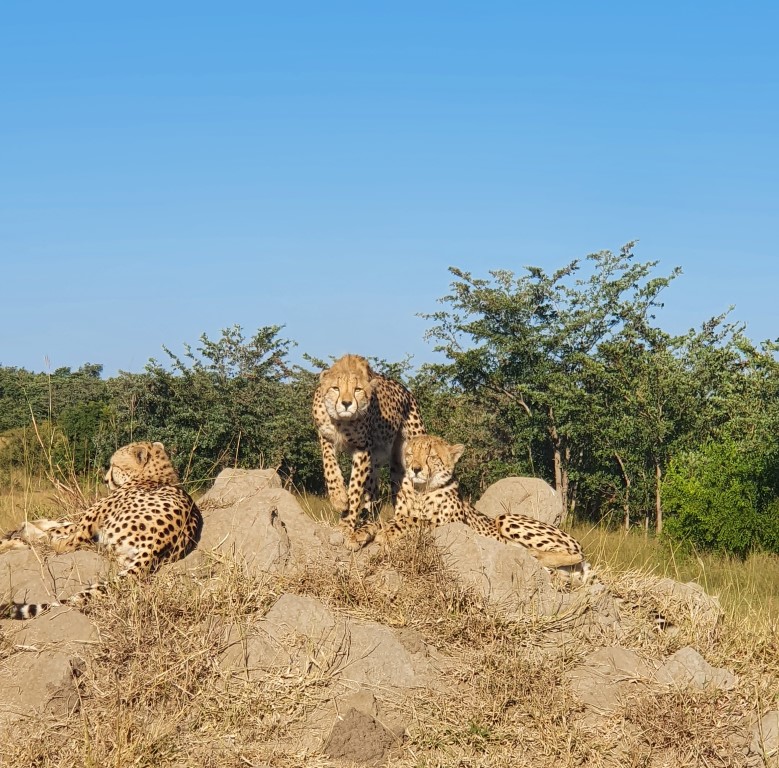 Amazing cheetah sighting near Dulini River Lodge