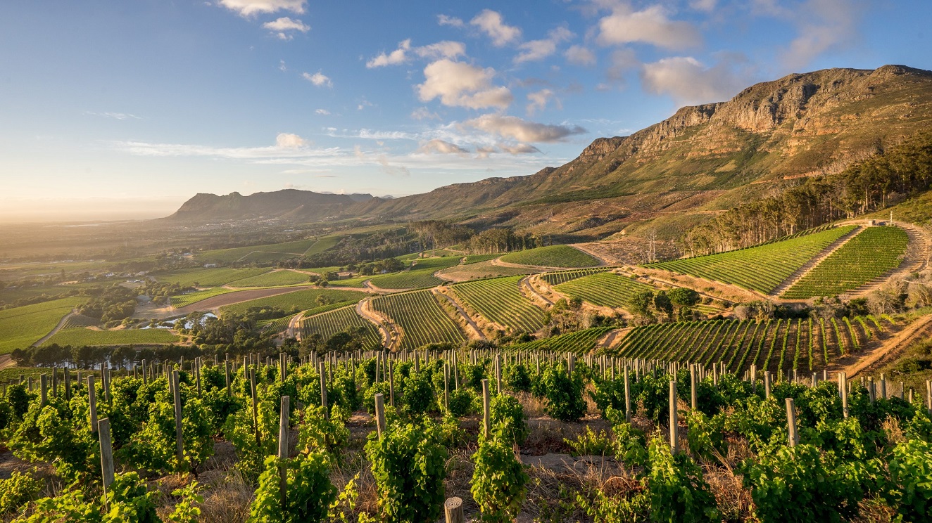 Bem-vindo aos vinhedos de Constantia