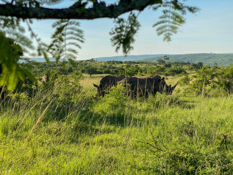 Nashörner aus nächster Nähe beobachten - Rhino Ridge Safari Lodge