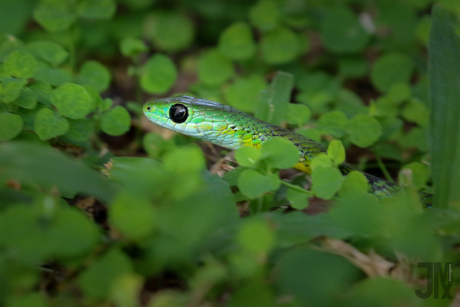 Snake by John Mullineux