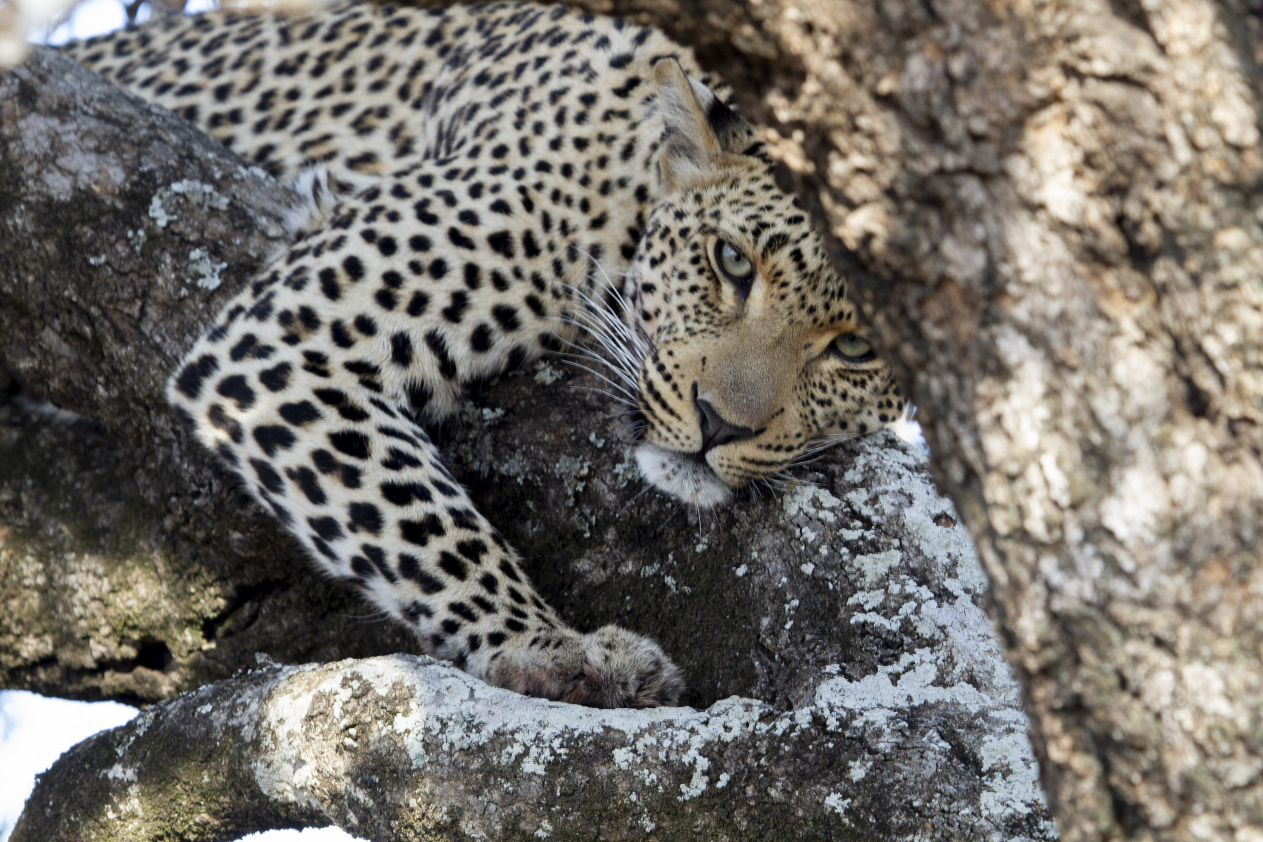 Leopard in a tree at Silvan Safari