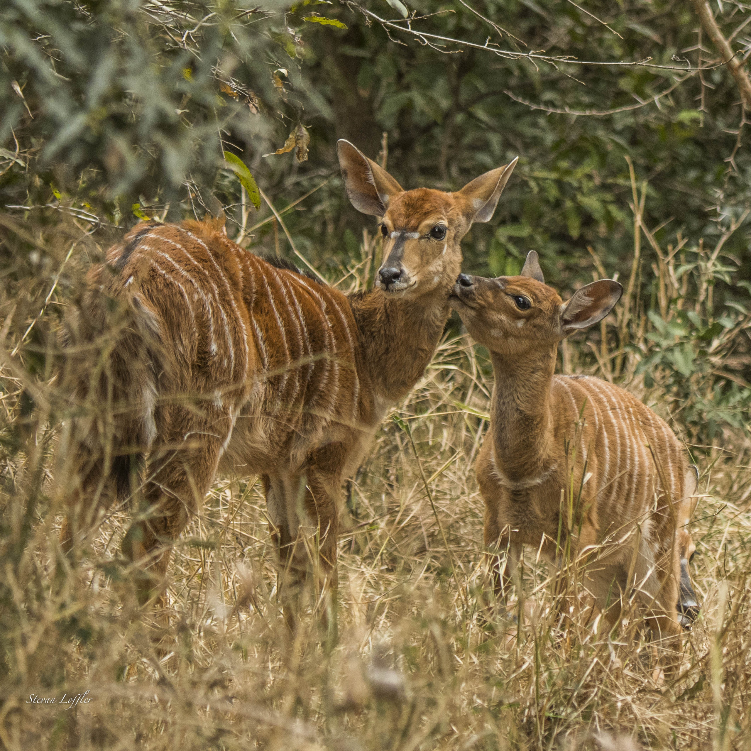 Nyala bushbuck at Silvan Safari