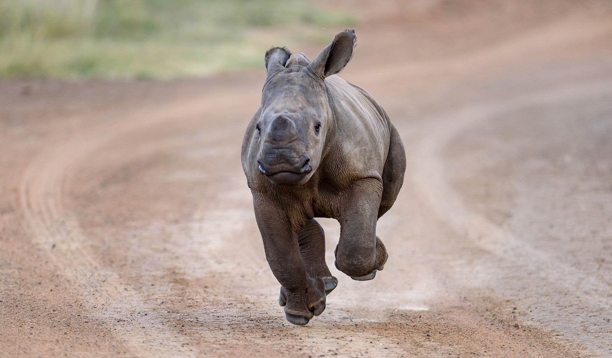 rhinos saving rhinos competition - baby rhino