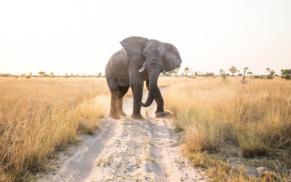 Afrika freut sich auf Ihren nächsten Besuch - jetzt mit 100% erstattungsfähiger Anzahlung