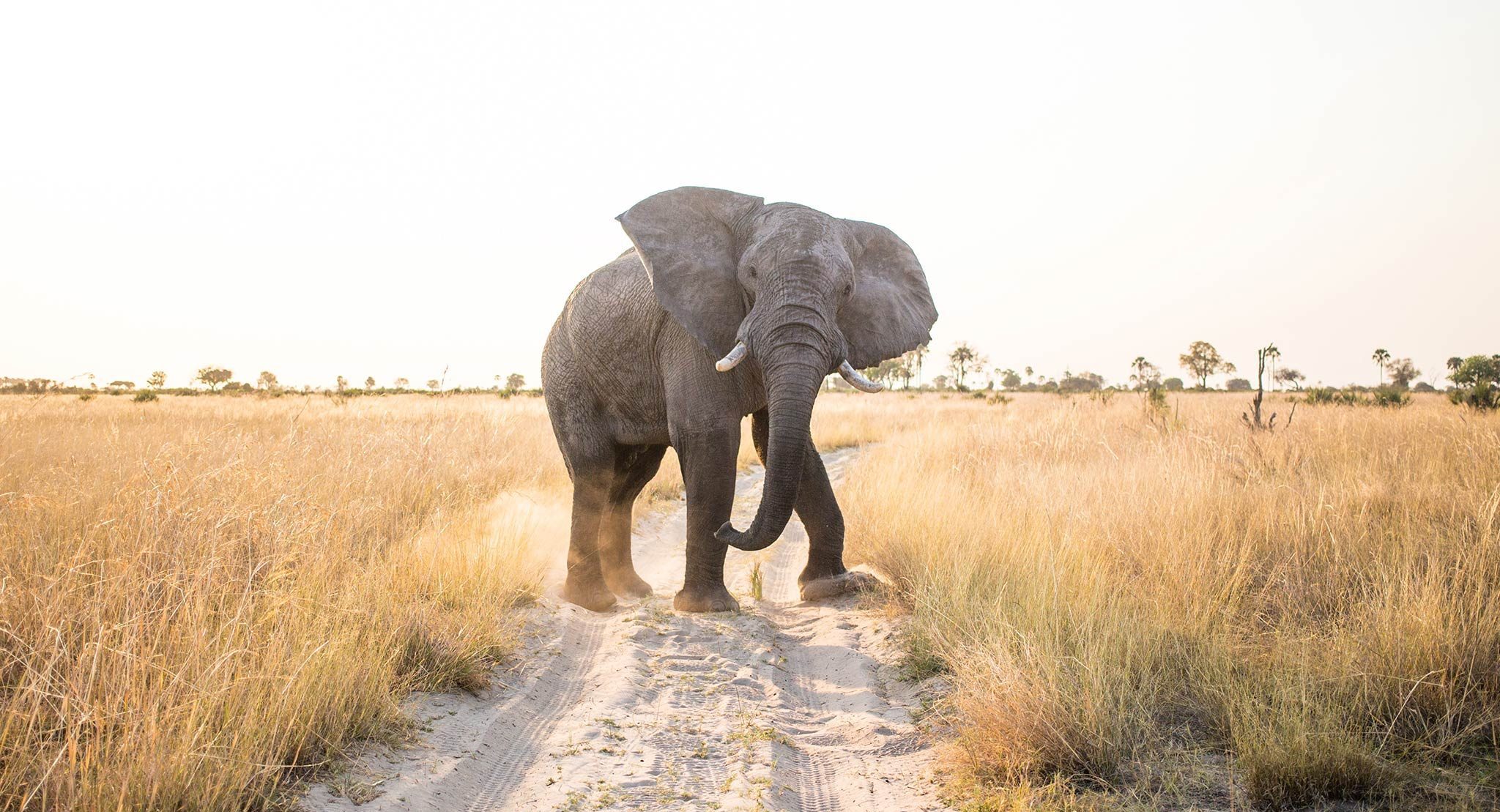 An elephant in Chobe National Park