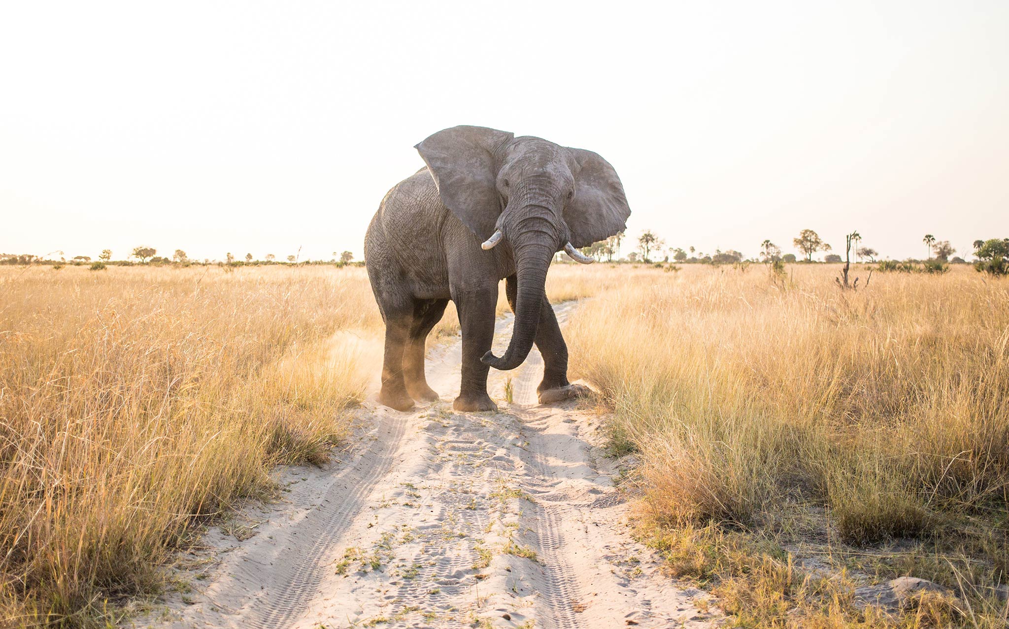 An elephant in Chobe National Park