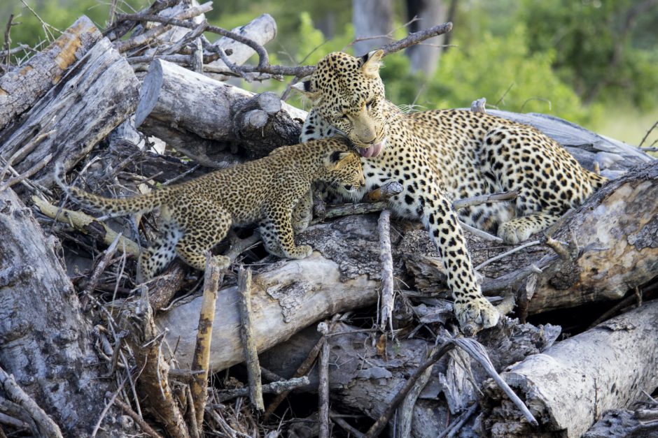 Leopardos de la Reserva Privada de Sabi Sand en Kruger