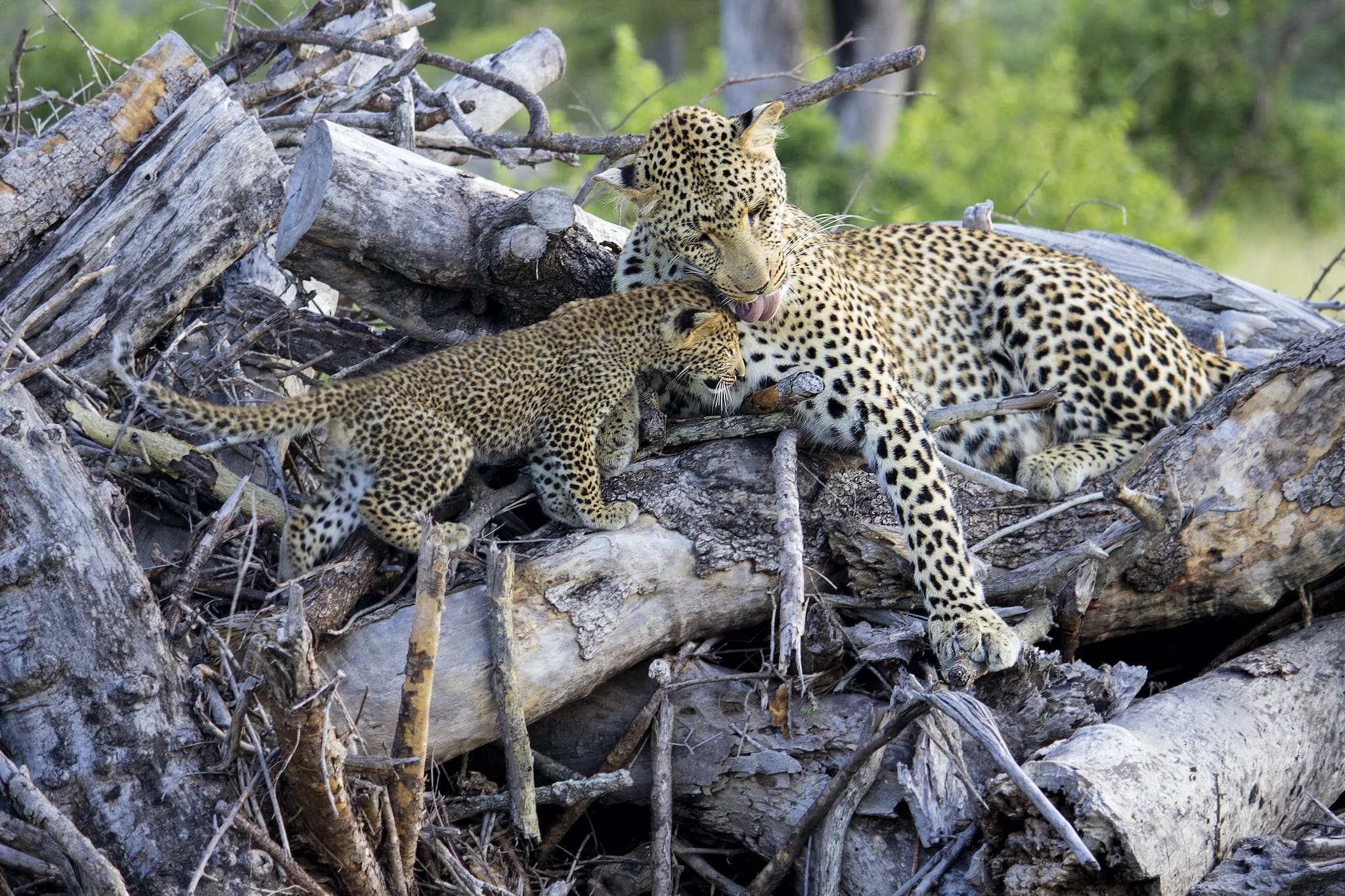 The Sabi Sand Game Reserve is an exquisite leopard-rich land