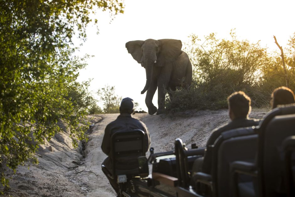 Entdecken Sie die afrikanische Tierwelt bei Silvan Safari