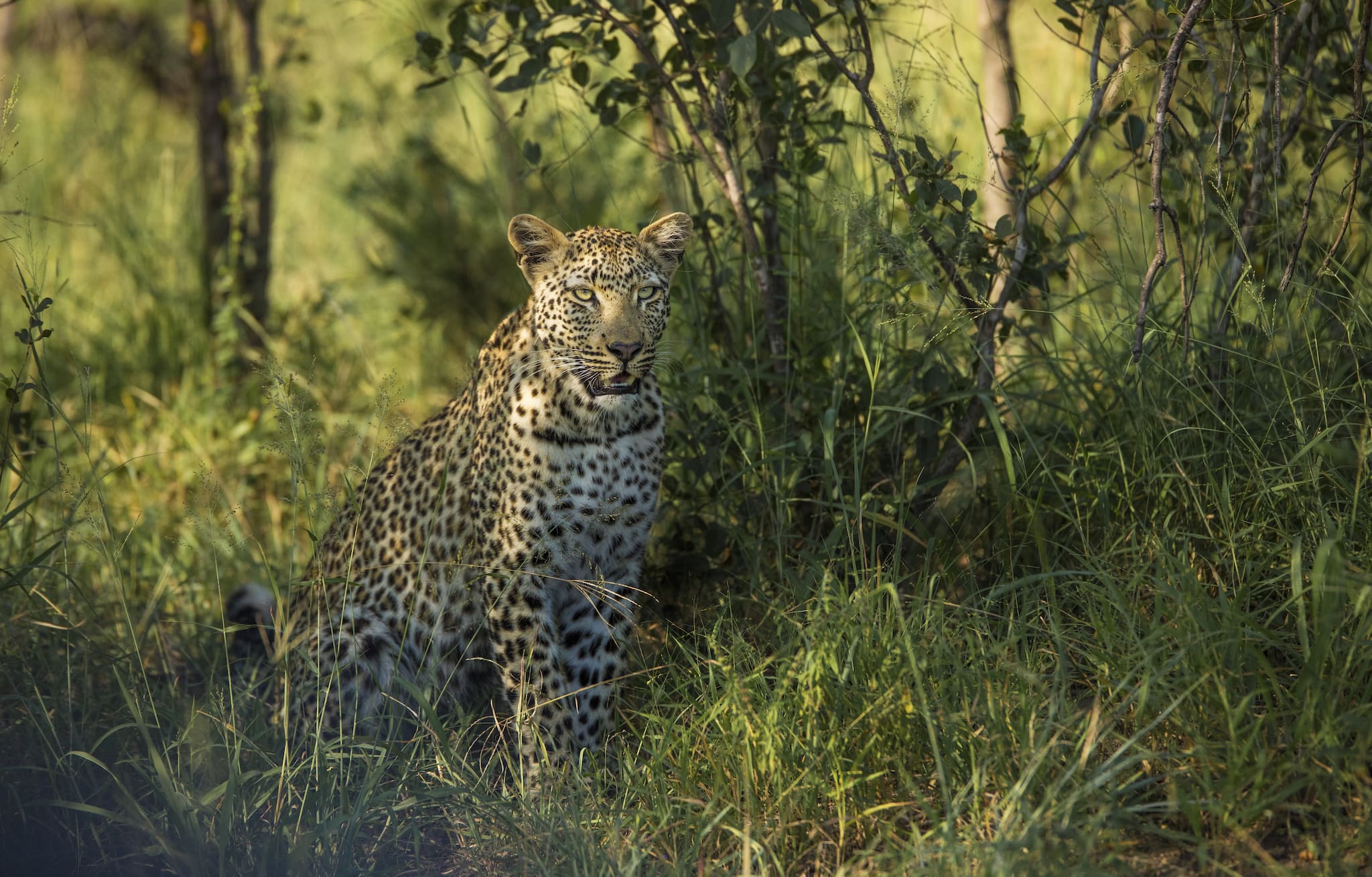 Leopard in a Silvan summer landscape