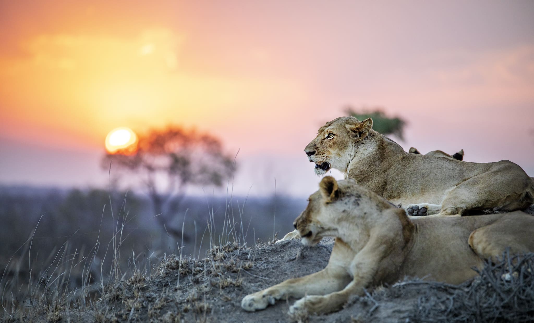 Two lionesses in the Sabi Sands