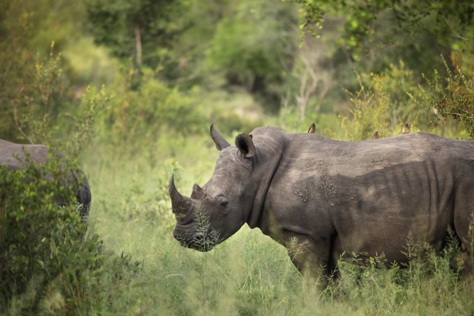 Les rhinocéros seront-ils bientôt extincts ? Pas si nous réagissons !