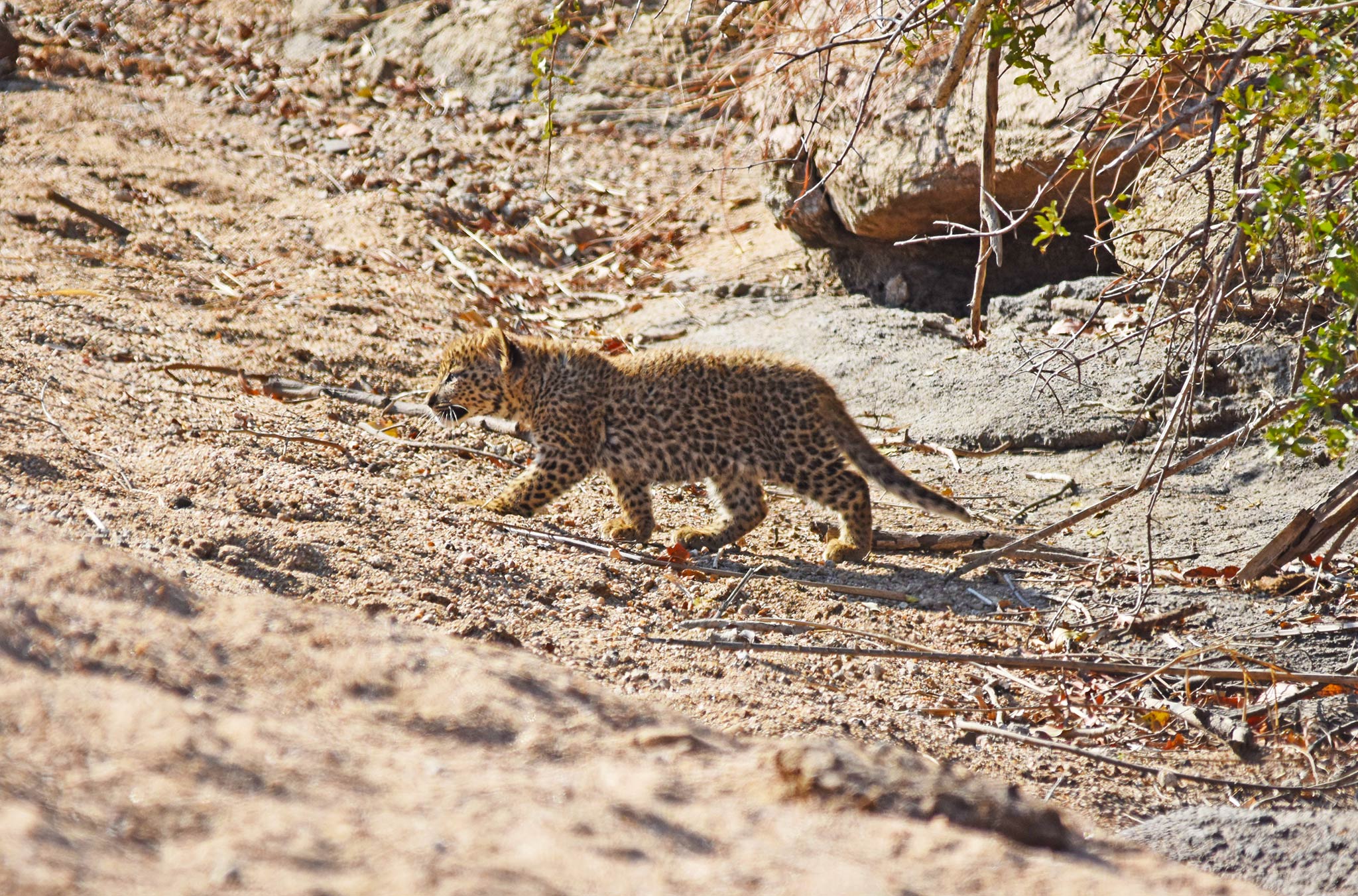 leopard-cub-silvan-safari