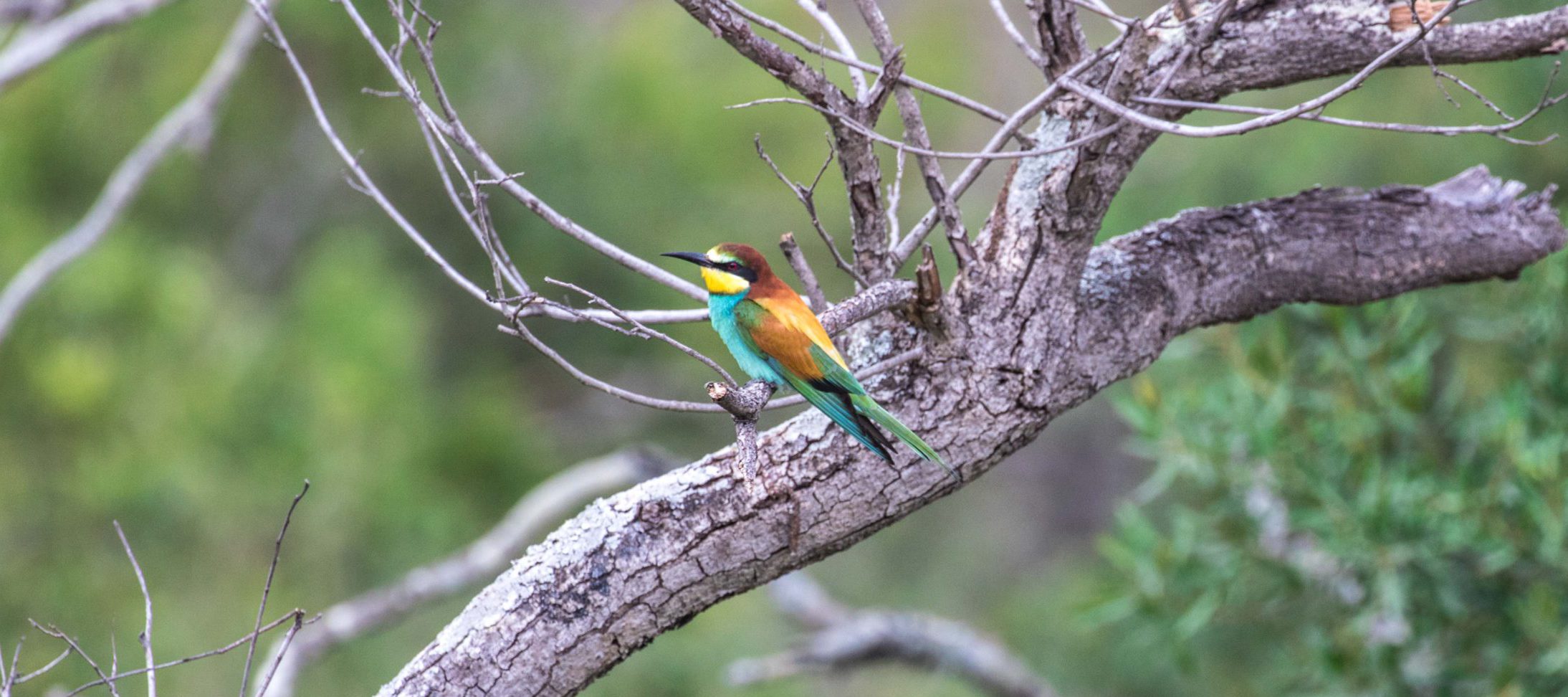 silvan birdlife european bee-eater