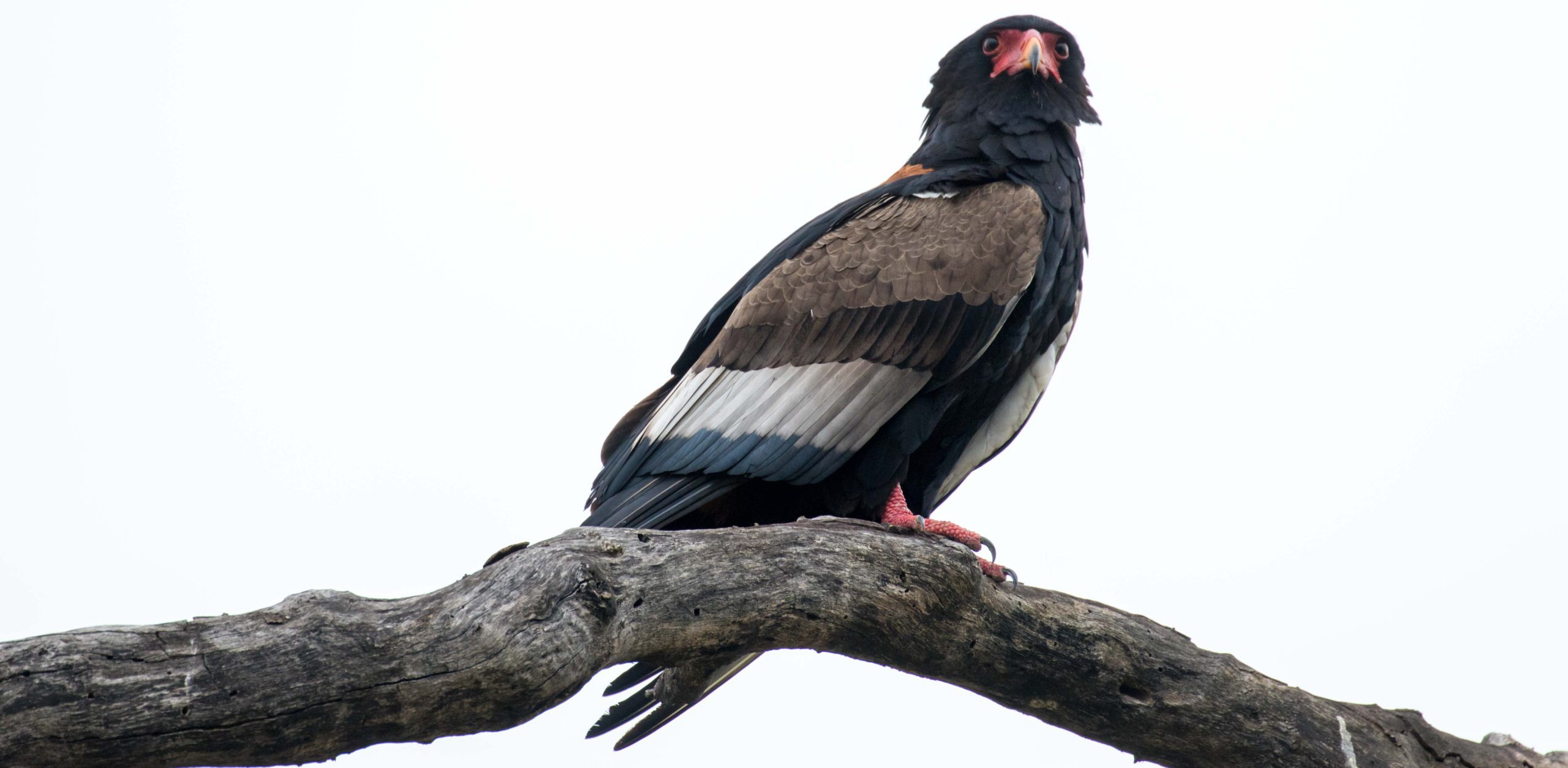 silvan birdlife bateleur