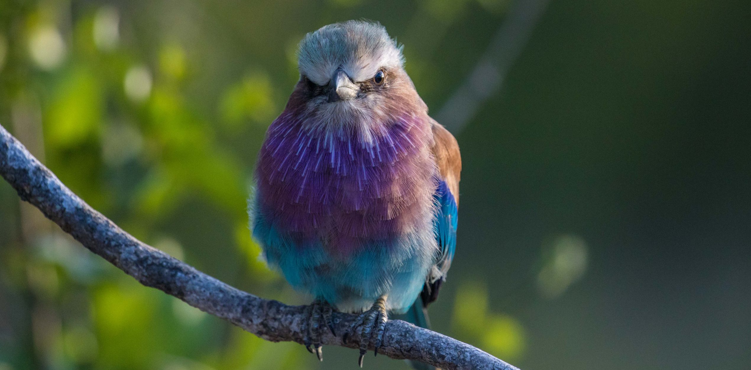 silvan birdlife lilac breasted roller