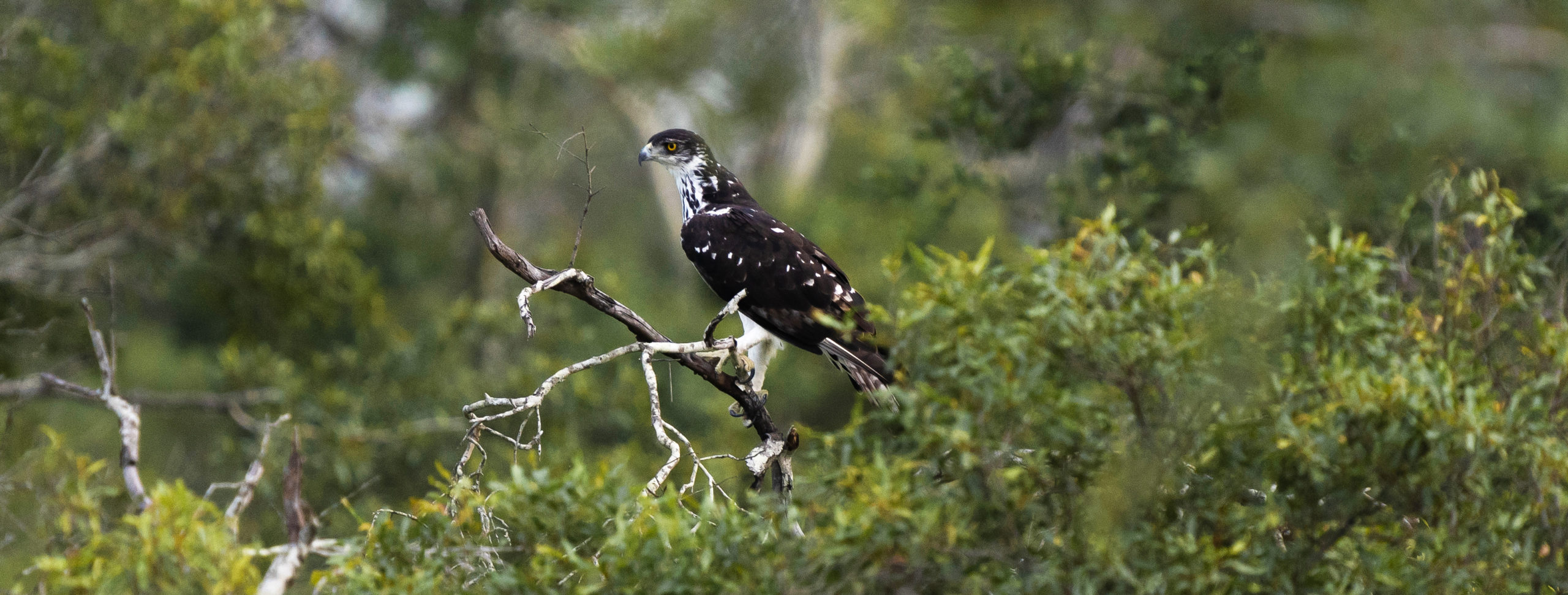 silvan birdlife african hawk eagle