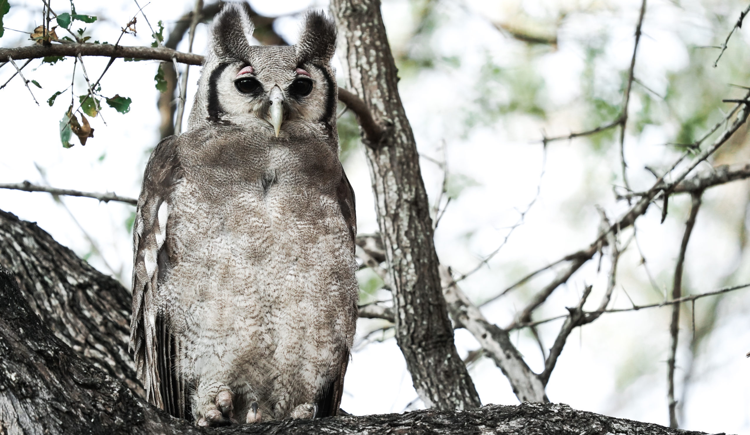 silvan birdlife verreauxs eagle owl