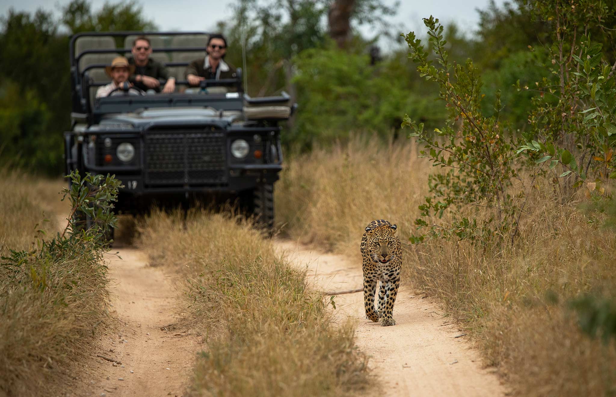 leopard walking in front of a safari game drive vehicle