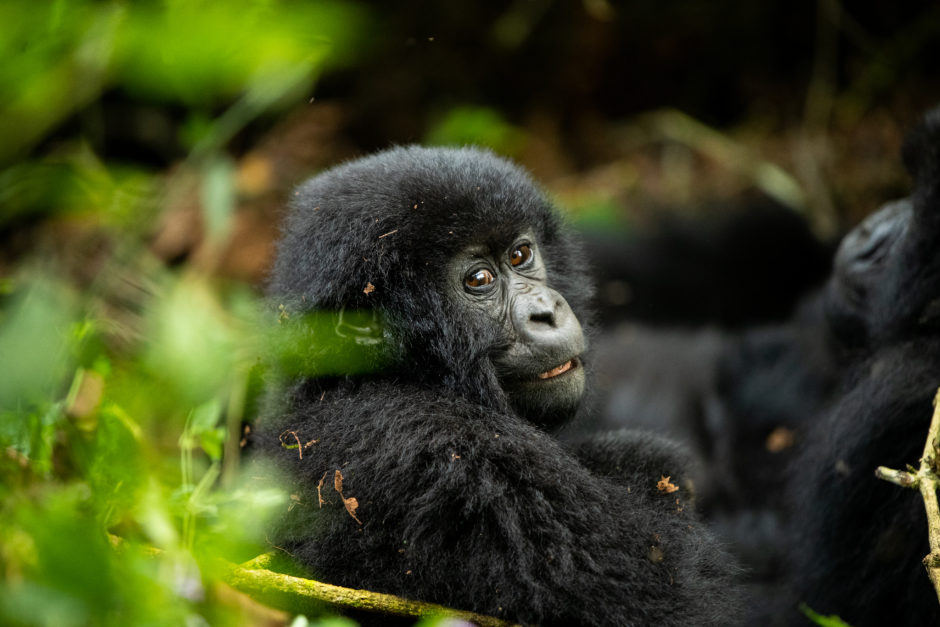 Junge Gorillas in ihrem natürlichen Lebensraum zu beobachten ist ein seltenes Vergnügen