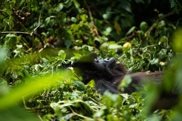 Gorillas in Rwanda