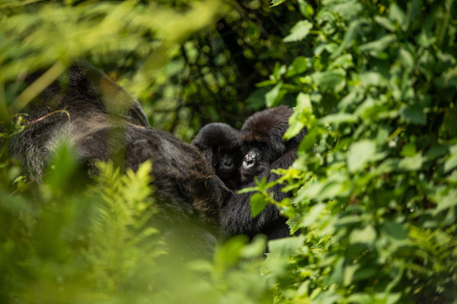 Nuestra misión es preservar la vida silvestre y los paisajes de África