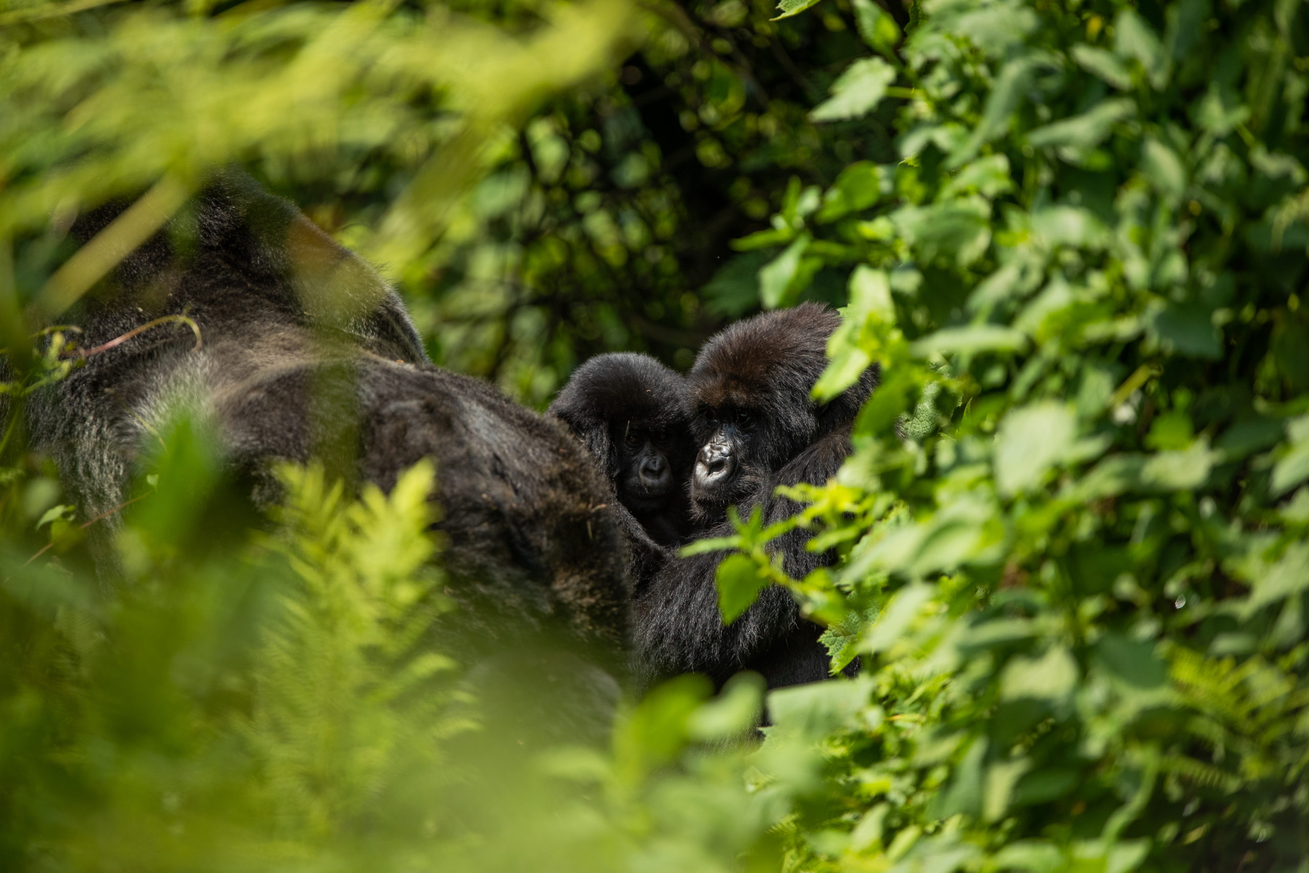 Gorilla trekking in Rwanda