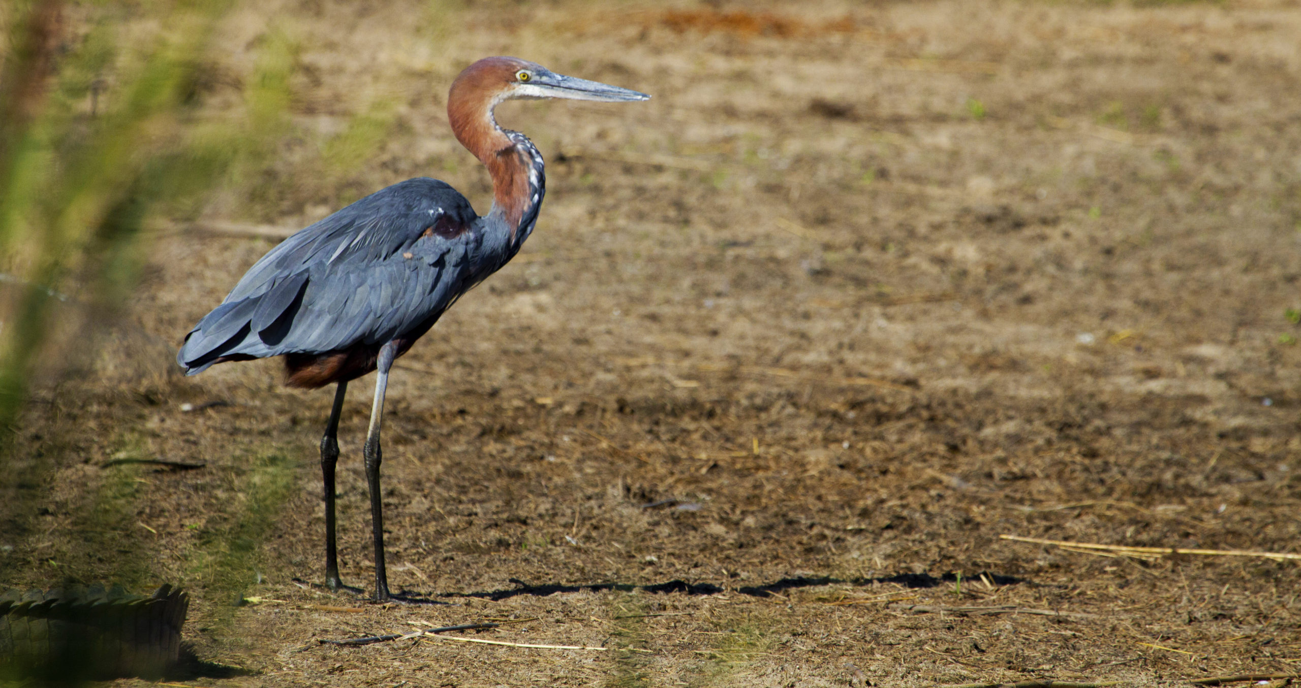 silvan birdlife goliath heron