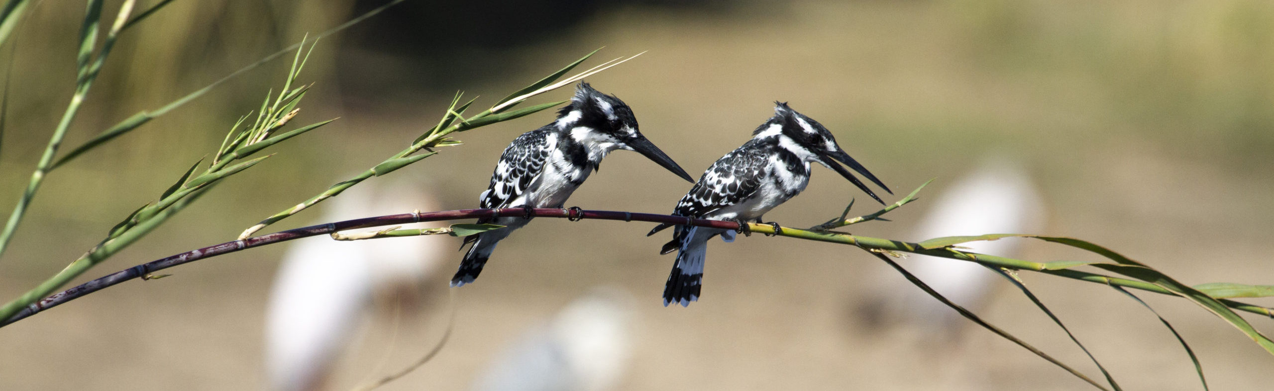 silvan birdlife pied kingfisher