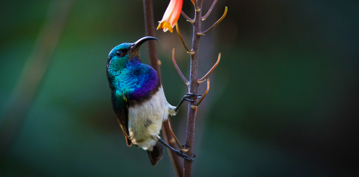 silvan birdlife white bellied sunbird