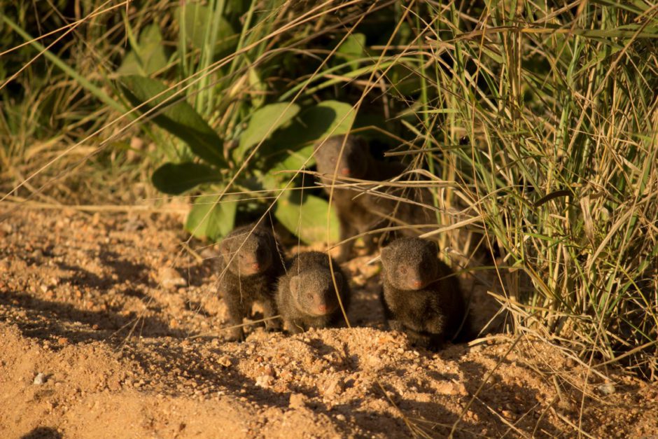 Dwarf mongooses near Inyati Game Lodge in the Sabi Sand Game Reserve