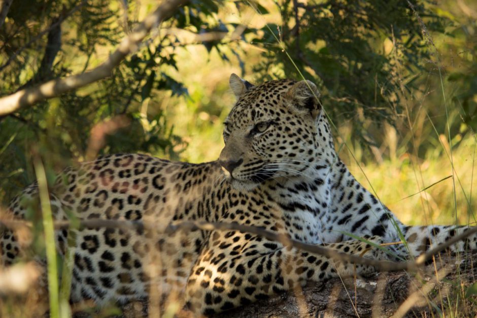 Unsere Top Reiseziele in Südafrika: Safari im Krüger Nationalpark