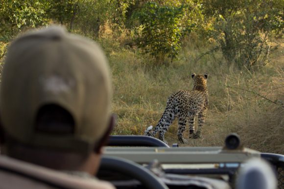 George folgt einer Leopardin durch den südafrikanischen Busch