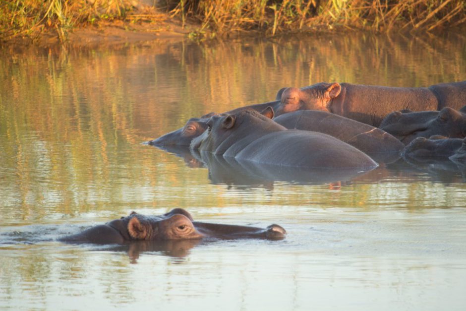 Flusspferde im Sand River bei der Inyati Game Lodge