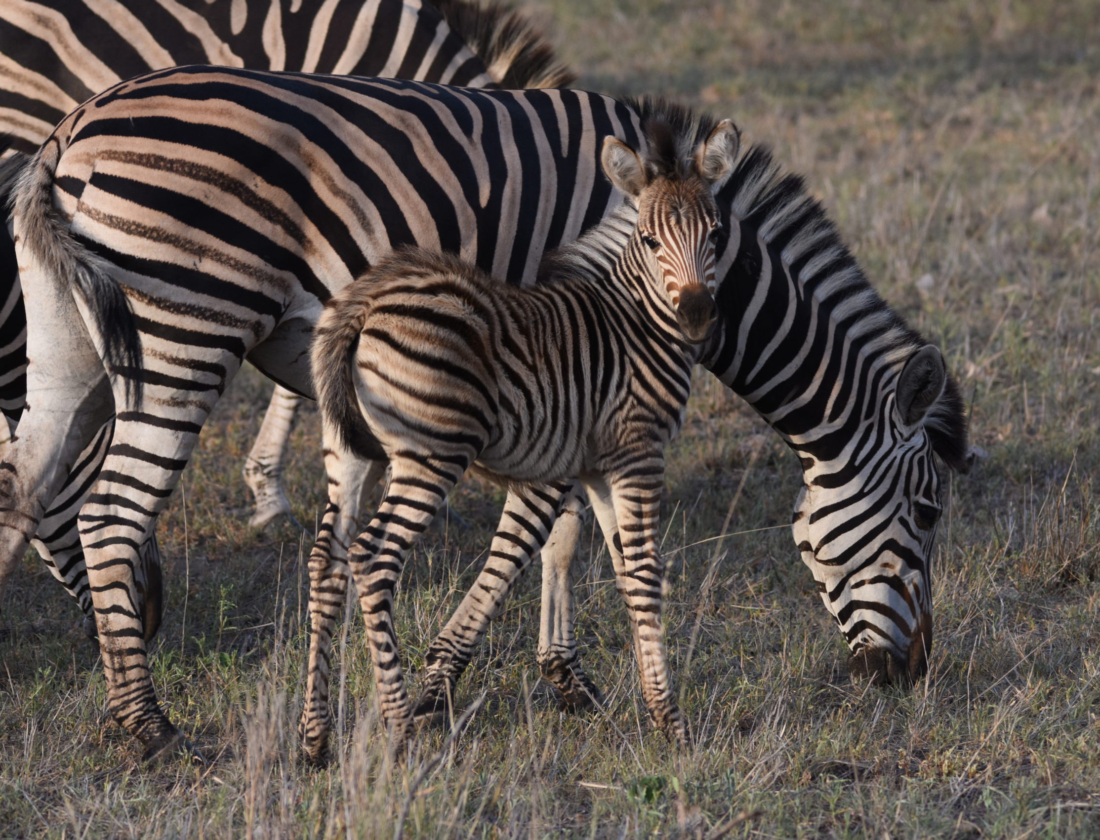 Baby Zebra at Silvan