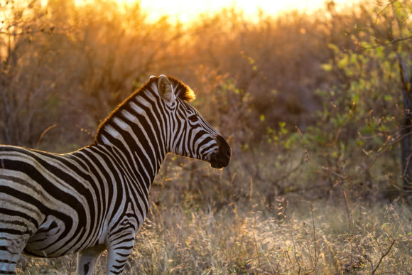 zebra at silvan