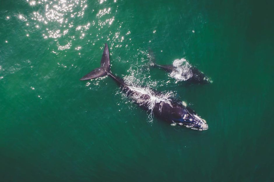 This pristine stretch of the South African coastline is the perfect place to watch whales play