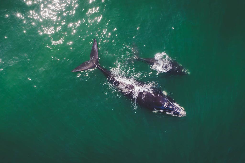 La observación de ballenas en Hermanus se encuentra entre las mejores del mundo