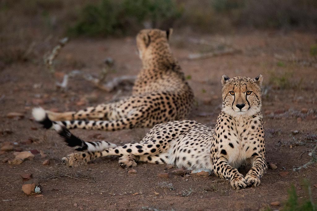 two cheetahs lying down