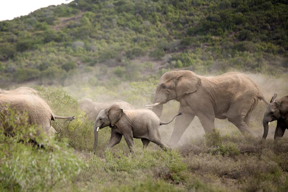 Vistas como essas do Safari são alguns dos momentos mais memoráveis