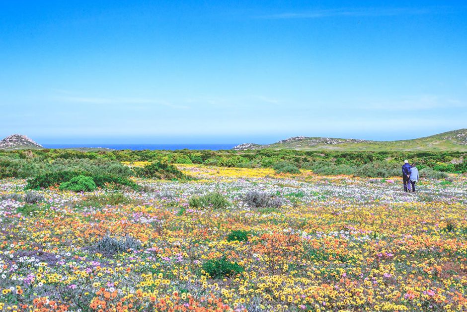 La costa oeste de Sudáfrica alardeando - Todo sobre la temporada de flores de Sudáfrica