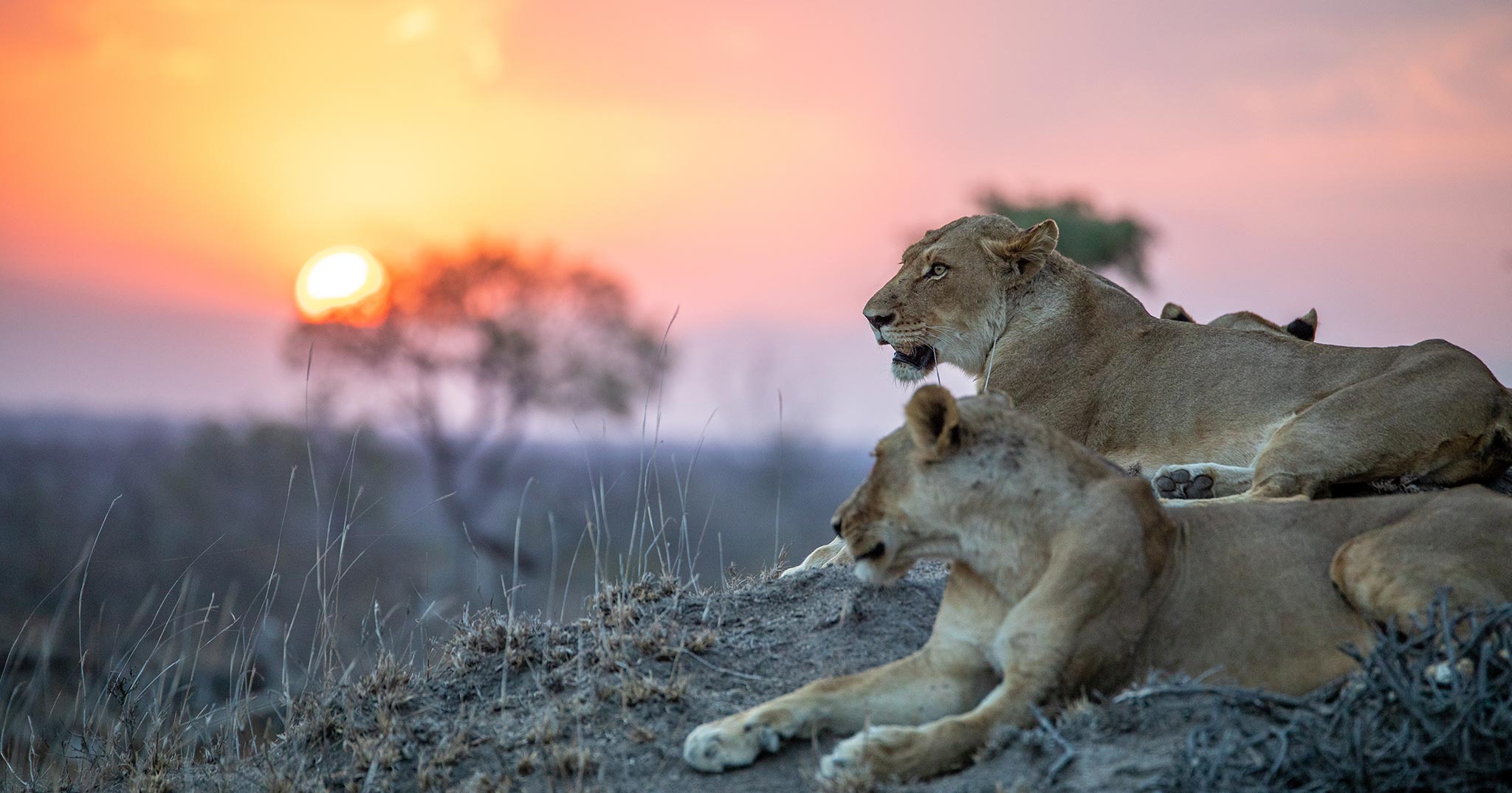 lionesses lying down with the sunset behind them