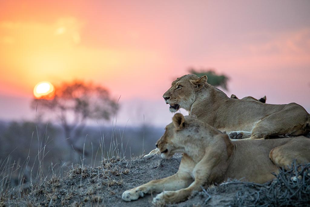 Lions in Kruger National Park