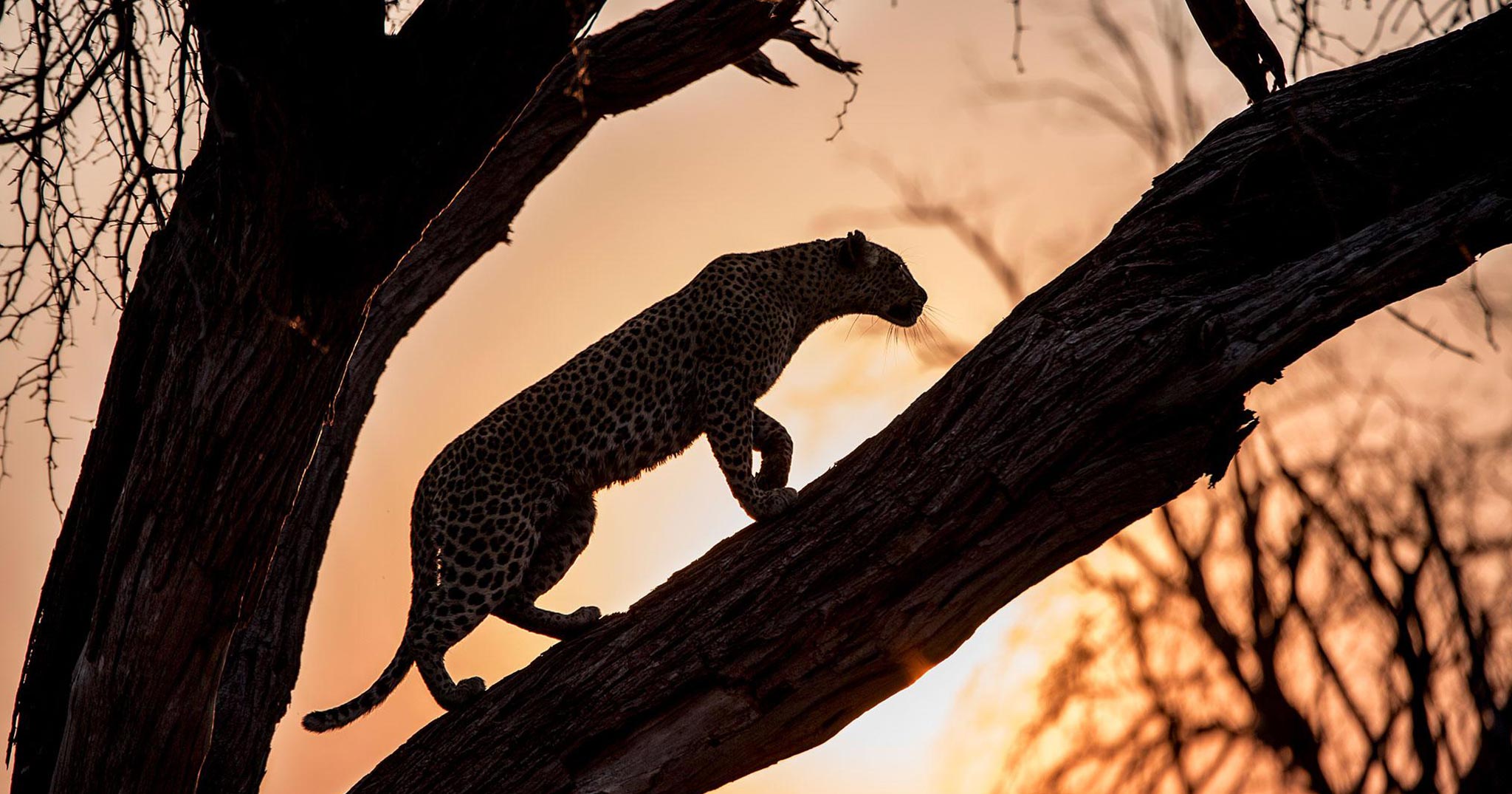 leopard climbing a tree