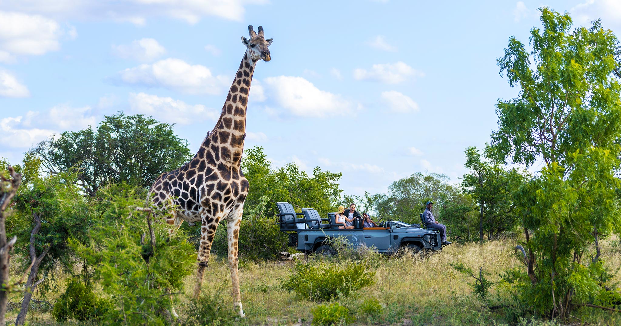 giraffe towering above a safari vehicle 