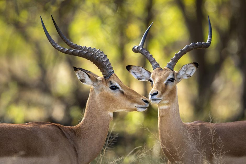 Criaturas maravilhosas em cada esquina esperam por você na África