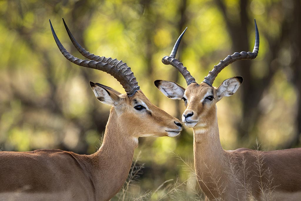 Bush buck on African safari