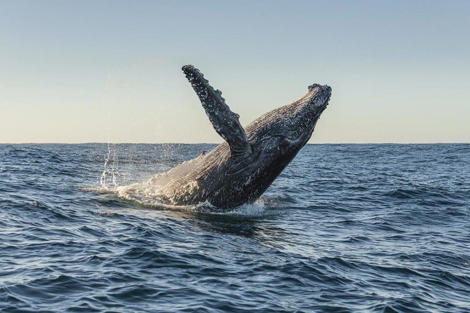 O salto das baleias é uma visão comum durante a primavera