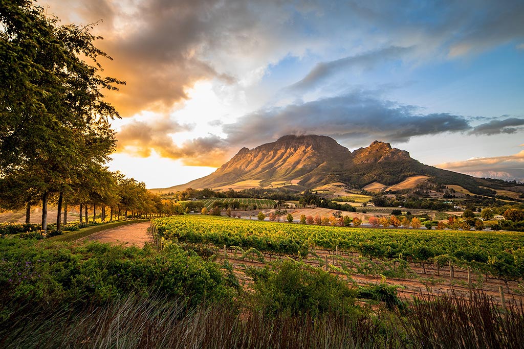 Vineyards in front of the Simonsberg Mountain in Stellenbosch